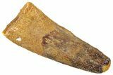 Fossil Spinosaurus Tooth - Real Dinosaur Tooth #322308-1